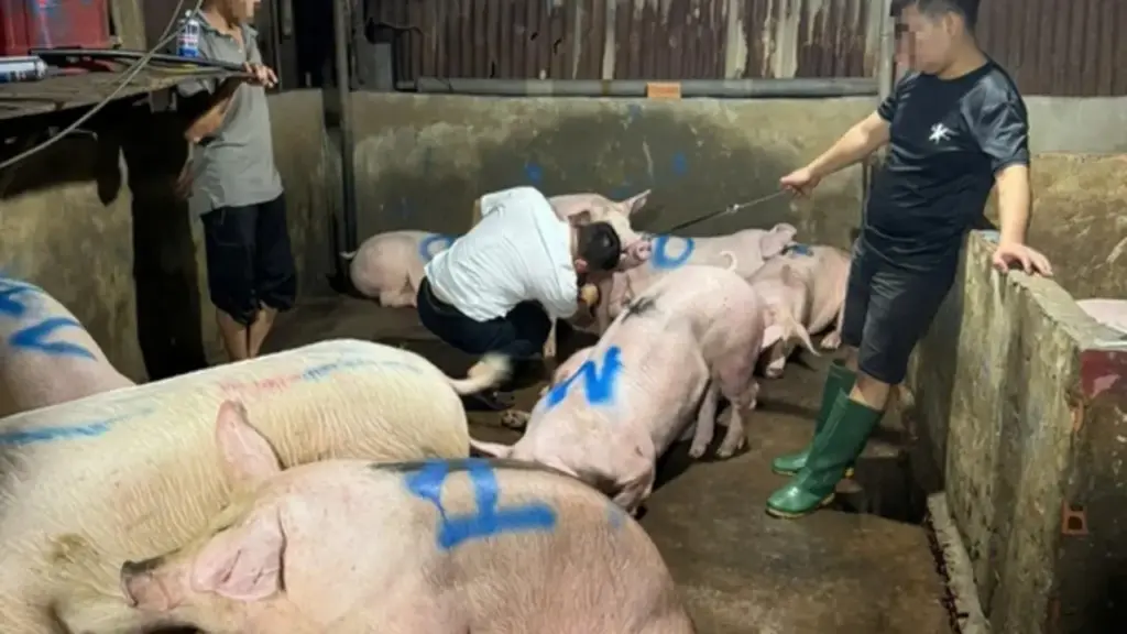 TP.HCM: 'Đột kích' lò giết mổ heo không phép, không kiểm dịch