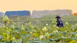 Trồng sen trắng thu hoạch bông kiếm tiền triệu mỗi ngày