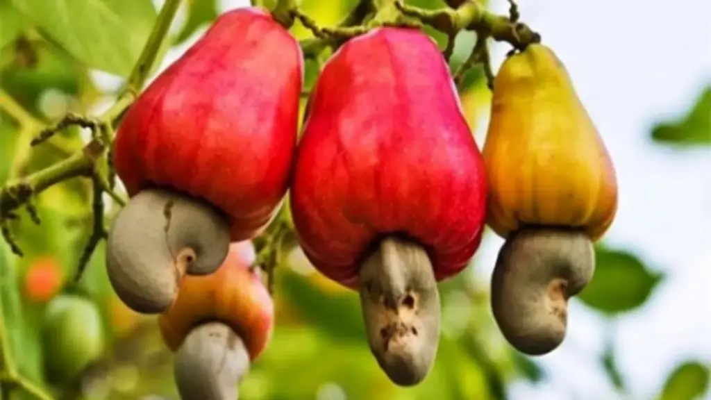 2 loại hạt được ví như "máy sạc tự nhiên" cho não, hạt số 1 ở quê có nhiều nhưng ít ai hay