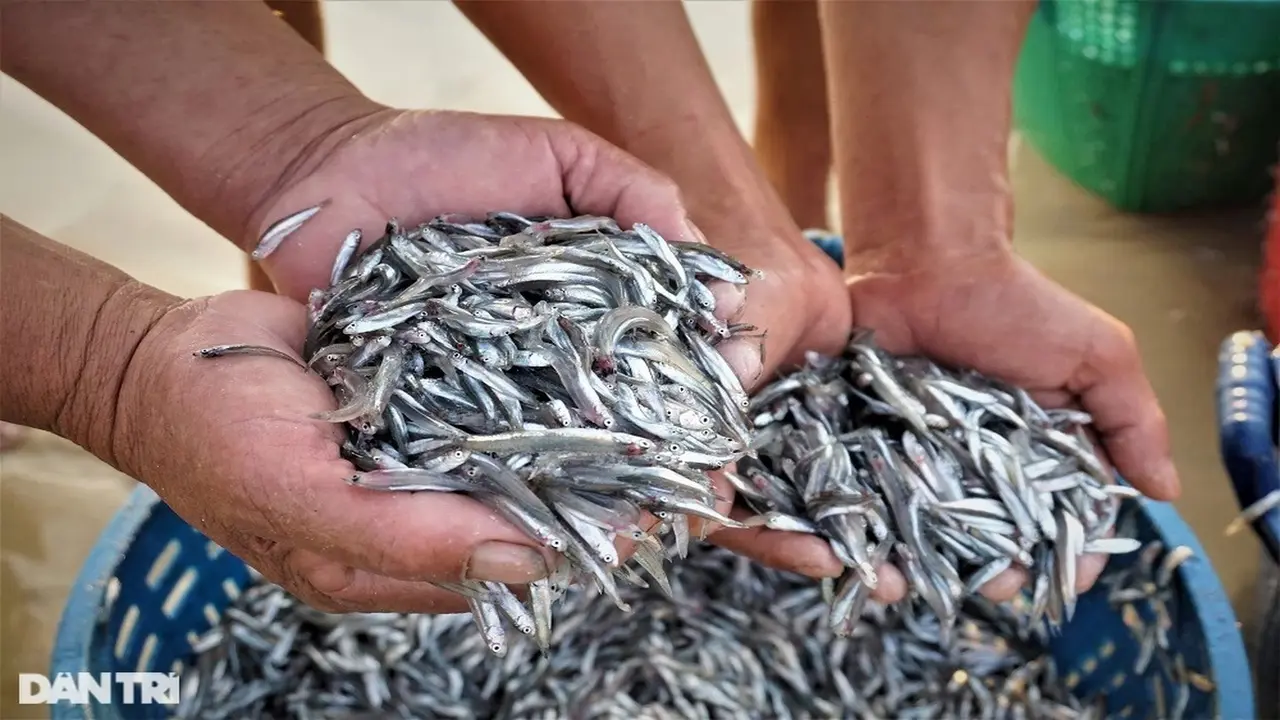 4 loại cá quen thuộc giàu omega-3 không kém cá hồi