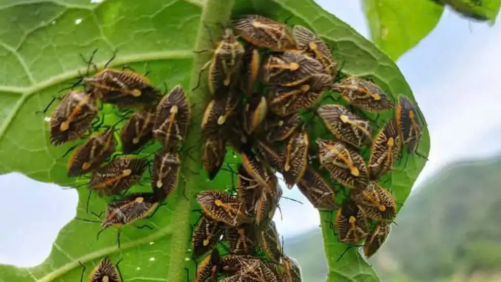6 người nghi ngộ độc sau bữa ăn có món bọ xít