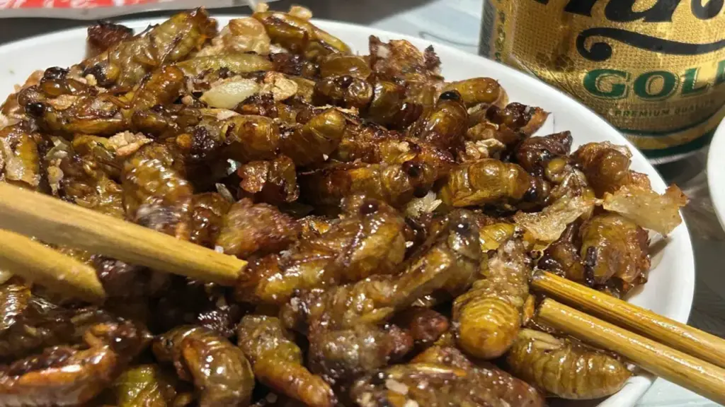 Bắt ve sầu chiên ăn, hàng loạt người ngộ độc