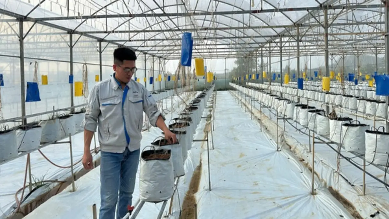 "Bỏ phố về quê" làm nông nghiệp, chàng trai xứ Nghệ thu tiền tỷ mỗi năm