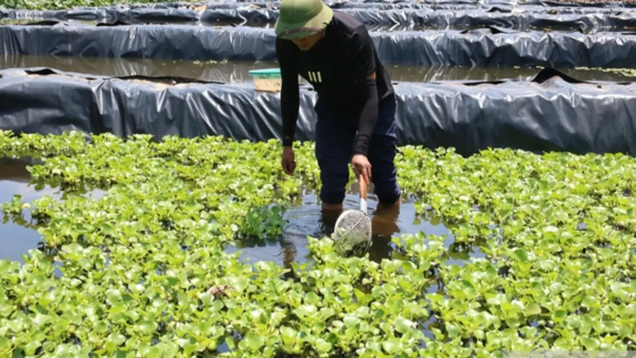 Bỏ việc lương hàng nghìn USD ở nước ngoài, anh nông dân lên khe núi nuôi con "một vốn bốn lời"
