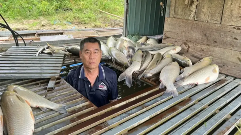 Cá chết hàng loạt bất thường trên sông Lam: Xác định nguyên nhân ban đầu