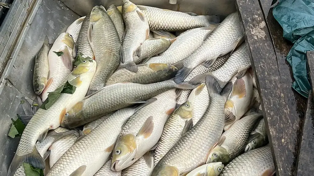 Cá nuôi lồng bè trên sông Lam chết hàng loạt