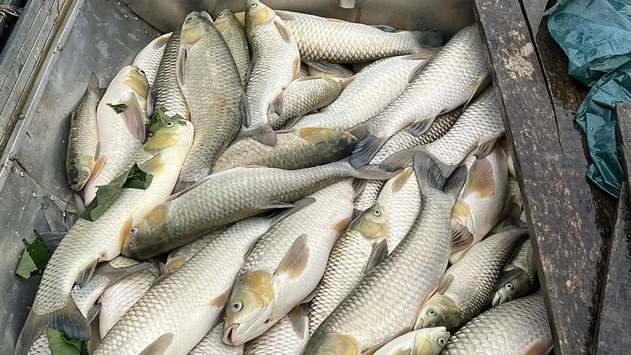 Cá nuôi lồng bè trên sông Lam chết hàng loạt