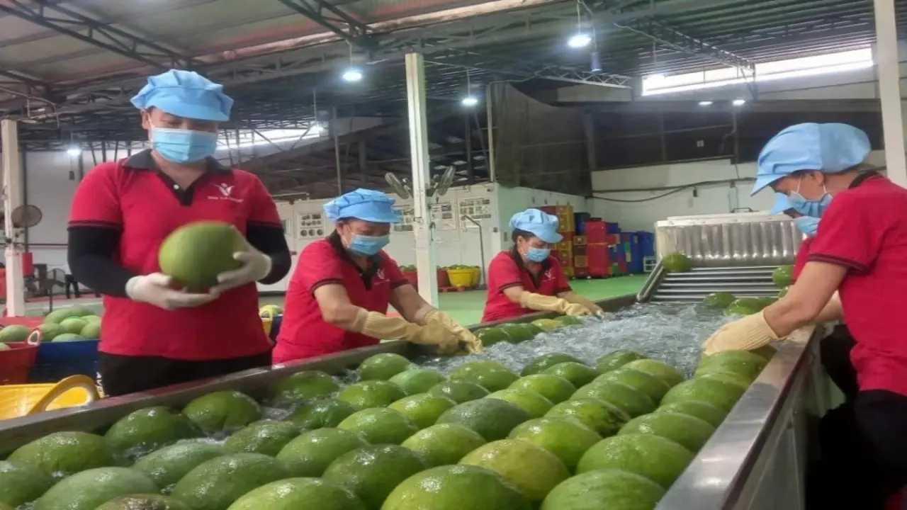 Chanh, bưởi chuẩn bị vào Trung Quốc: Doanh nghiệp cần chuẩn bị gì?