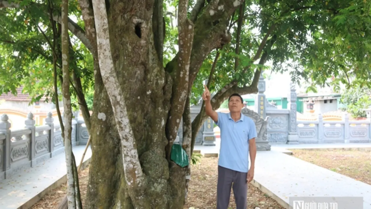 Chiêm ngưỡng "cụ" khế hơn 400 năm tuổi, hình dáng kì lạ ở Nghệ An