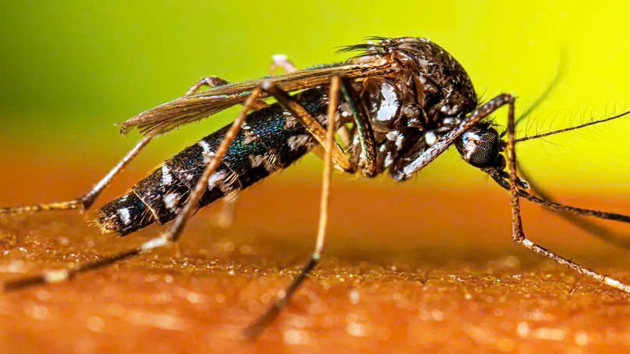 Chưa vào mùa cao điểm, Đồng Nai ghi nhận sốt xuất huyết Dengue gia tăng