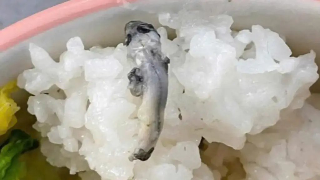 Chưa xác định được 'nguồn' của clip quay 'bữa ăn trung tâm quốc phòng có gián, dòi'