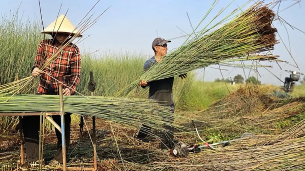 Cỏ bàng Đức Lập: Sợi cỏ thân thiện môi trường nhưng người trồng ngày càng chật vật