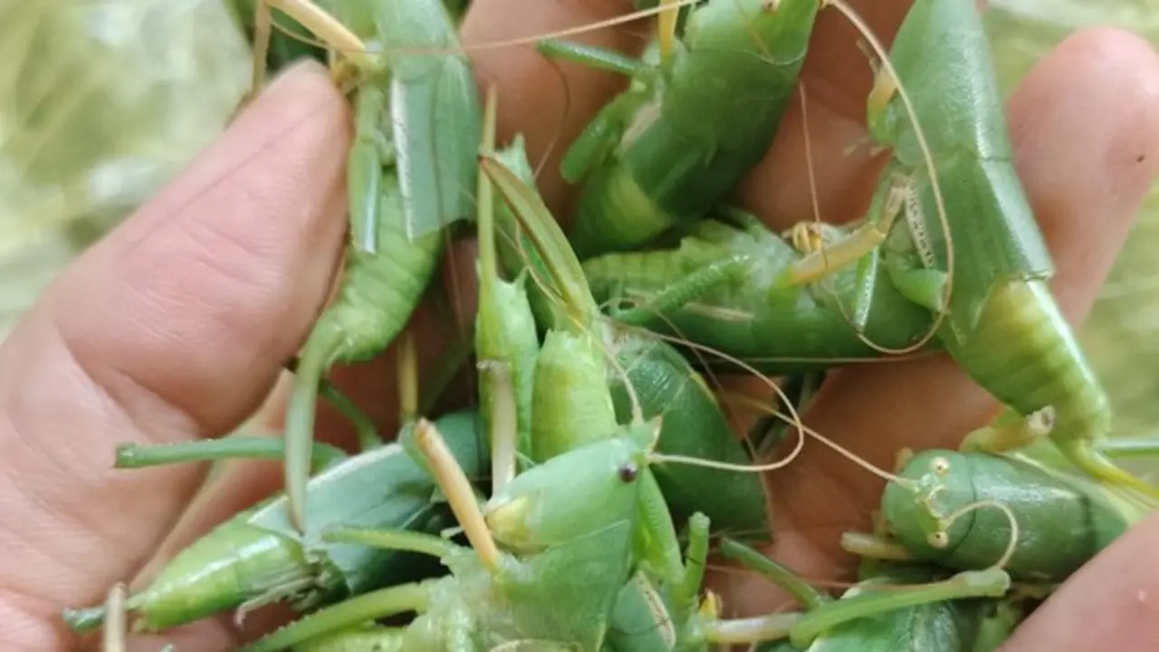 "Côn trùng bay" giá cả triệu đồng/kg: Ngon, bổ nhưng khi ăn cần lưu ý