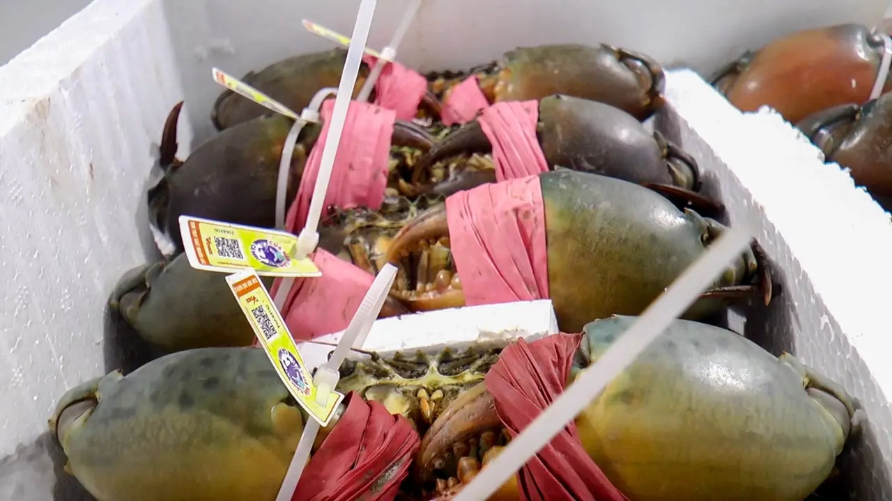 Cua biển Cà Mau tăng hơn 100.000 đồng/kg, chạm mốc 700.000 đồng/kg