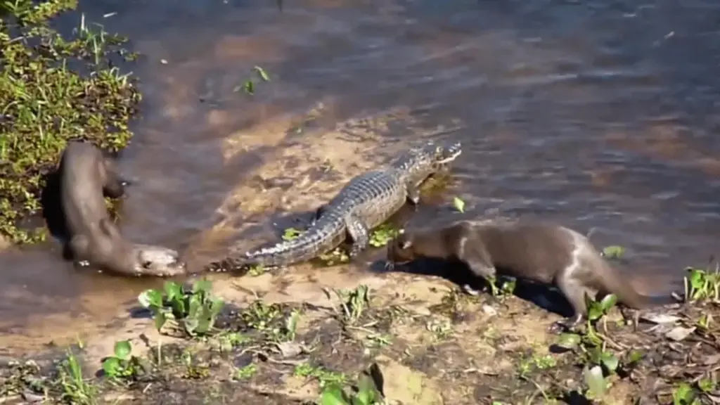 Đàn rái cá bao vây cá sấu caiman