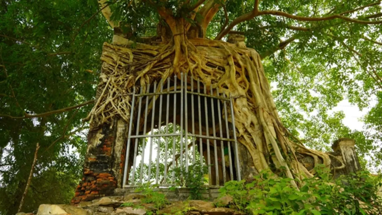Độc đáo cây đa cổ thụ, rễ mọc ôm trọn cổng phủ cổ kính trăm năm tuổi