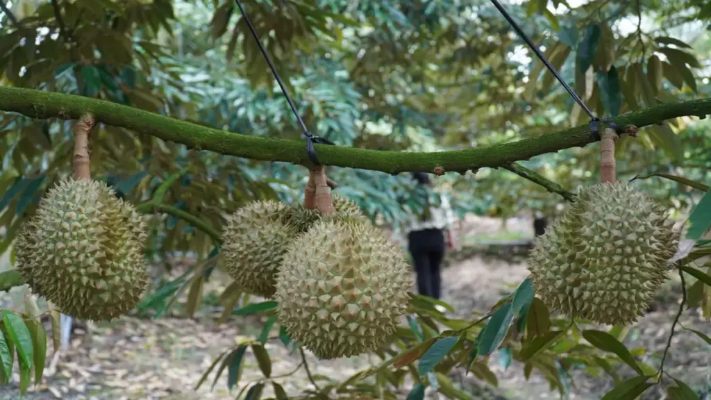 Đồng Tháp tháo gỡ điểm nghẽn cho ngành hàng sầu riêng