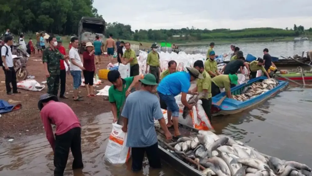 Hơn 200 tấn cá chết trắng hồ Trị An sau mưa lớn, người dân chung tay thu mua “giải cứu”