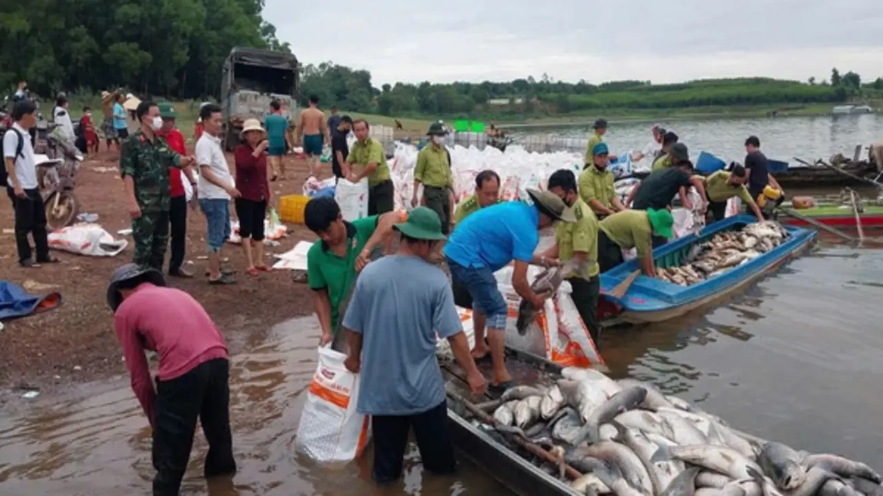 Hơn 200 tấn cá chết trắng hồ Trị An sau mưa lớn, người dân chung tay thu mua “giải cứu”