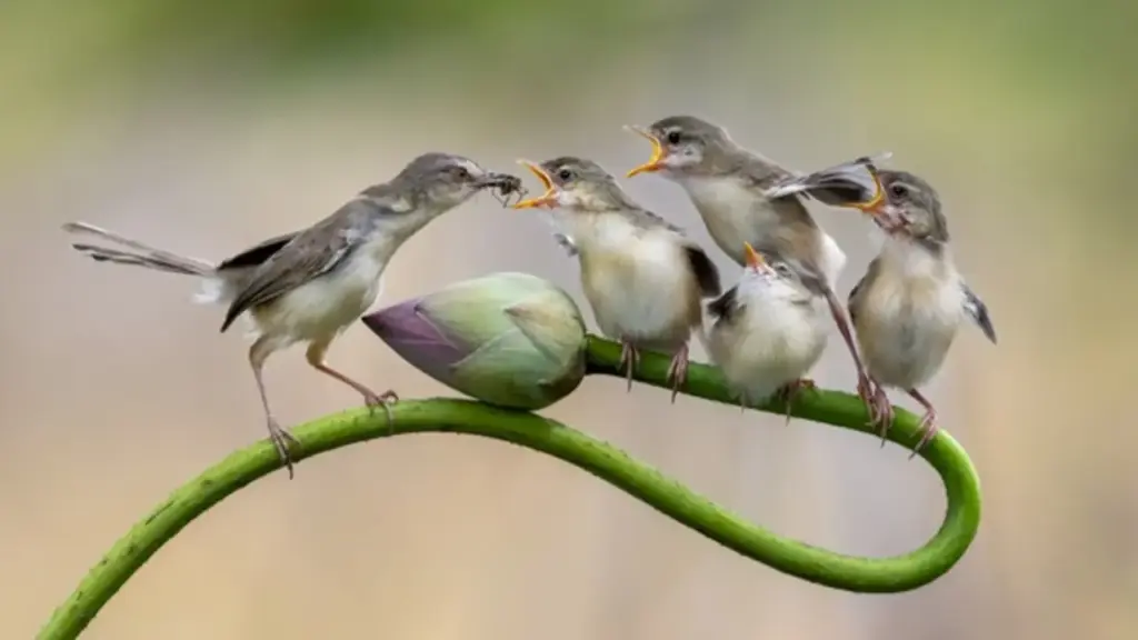 Khoảnh khắc chim chiền chiện mẹ mớm mồi giữa đồng sen Đồng Tháp