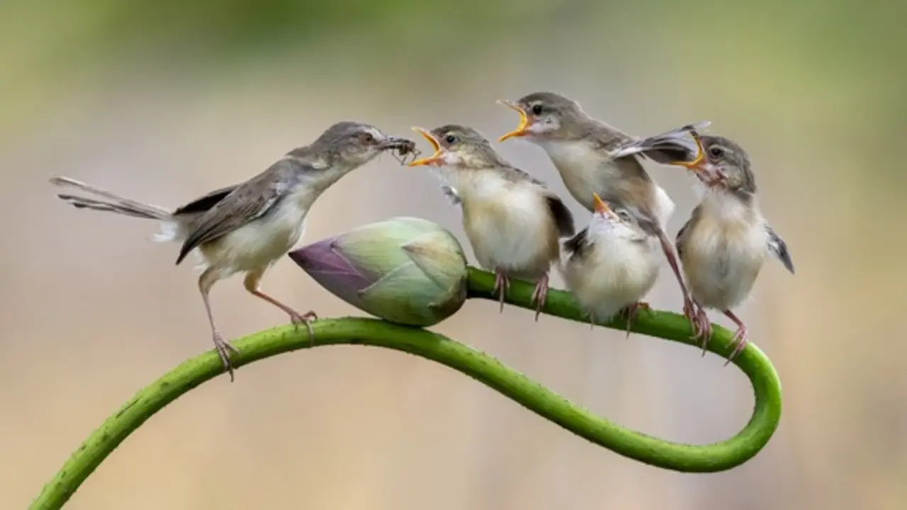 Khoảnh khắc chim chiền chiện mẹ mớm mồi giữa đồng sen Đồng Tháp