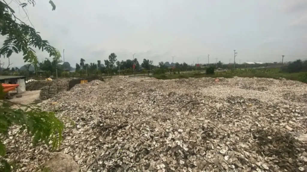 Khởi tố bị can suốt 5 năm đổ vỏ hàu trái phép