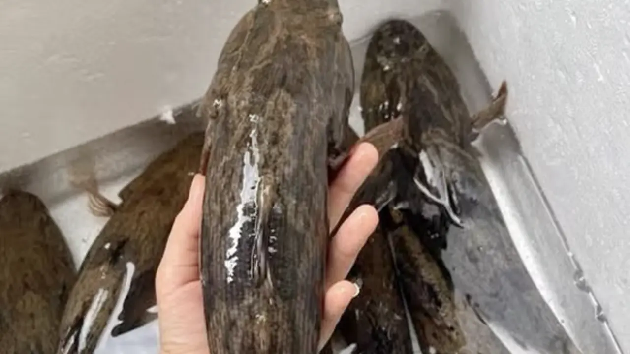 Loài cá có màu tối thui là "vua cá nước ngọt", có giá nửa triệu/kg vẫn đắt hàng