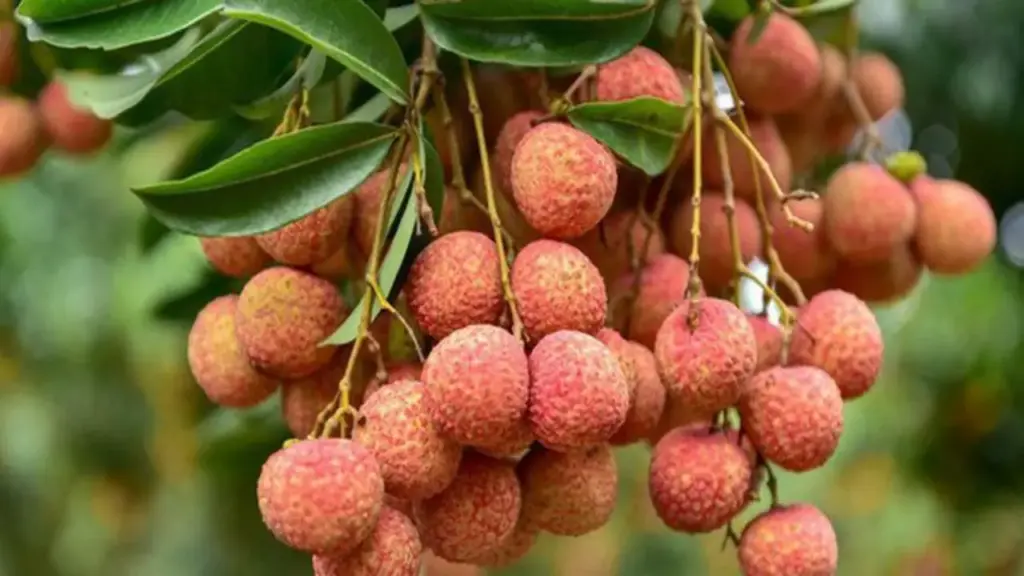 Loại trái cây đặc trưng của mùa hè, nhiều người mê nhưng một số nhóm người nên hạn chế ăn