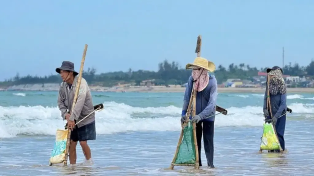 Nghề đi lùi trên bãi biển Quảng Ngãi