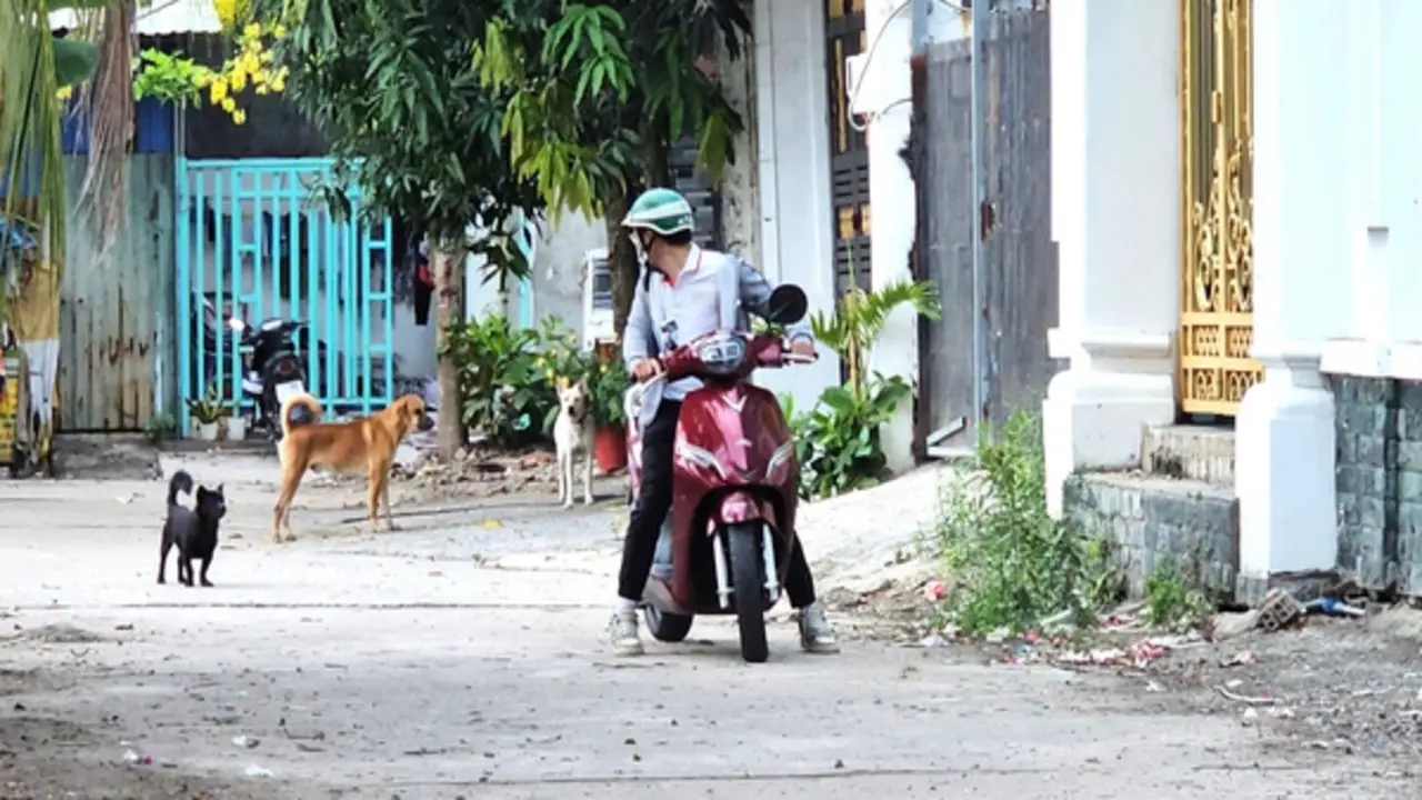 Nhận hơn 55 đơn phản ánh 'nỗi khiếp sợ', lực lượng chức năng vây bắt chó thả rông
