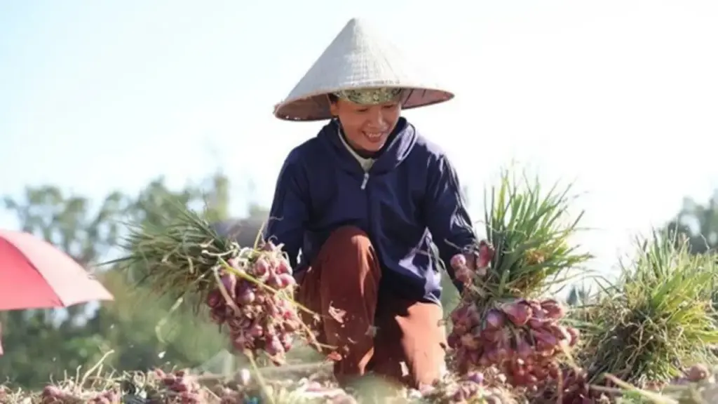Nông dân Quảng Ngãi thu lãi lớn nhờ hành tím được mùa, được giá