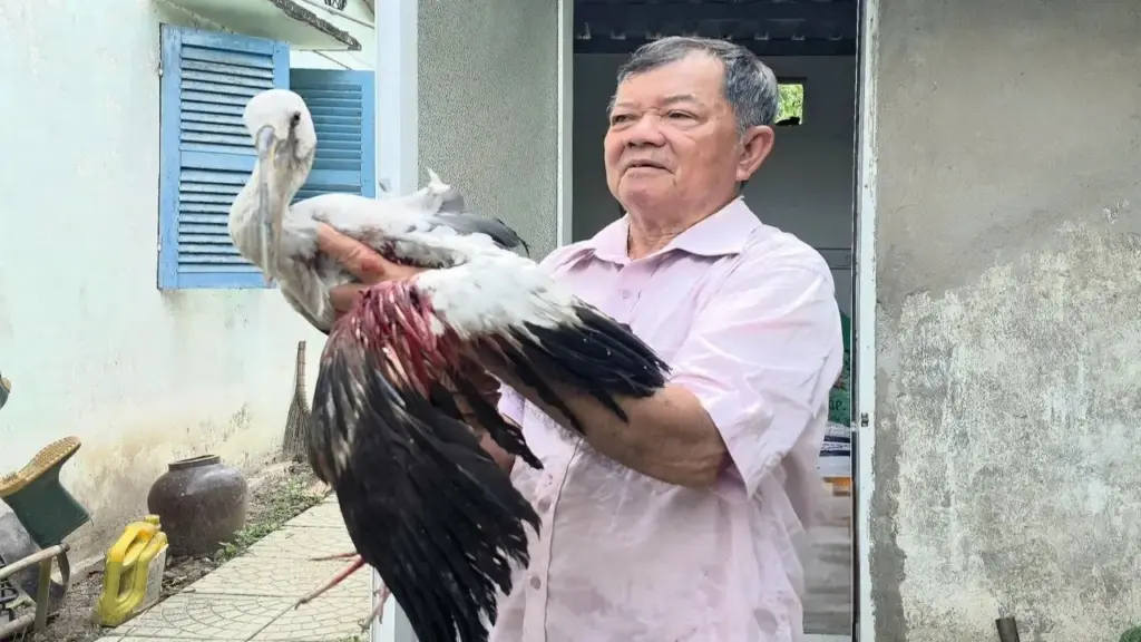 Ông lão 80 tuổi kêu cứu khi vườn chim trời bị săn bắn bất kể ngày đêm