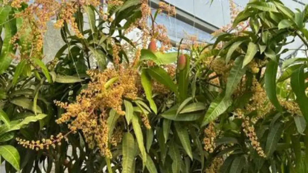 Quả "trứng mặt trời" đắt đỏ bậc nhất thế giới, 100 triệu đồng/cặp, ở Việt Nam có người trồng thành công