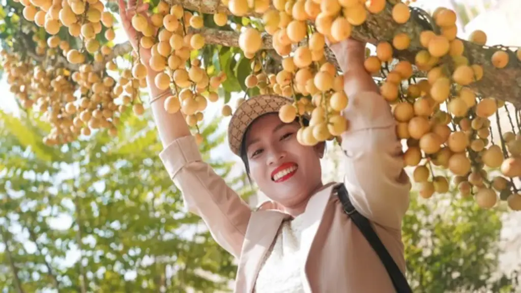 Rực rỡ mùa dâu ở núi Cấm
