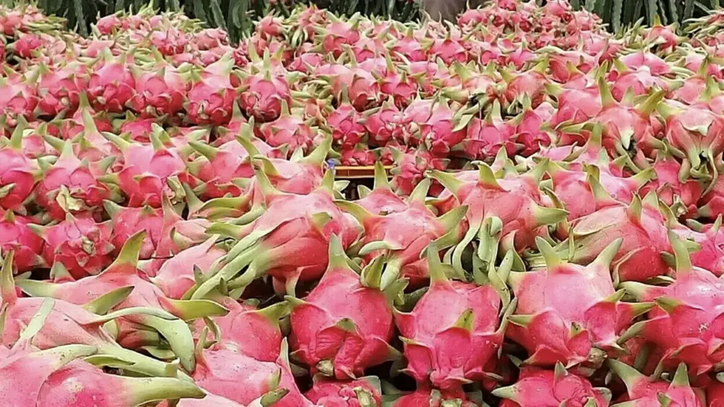 Thanh long ruột trắng hay đỏ bổ dưỡng hơn?