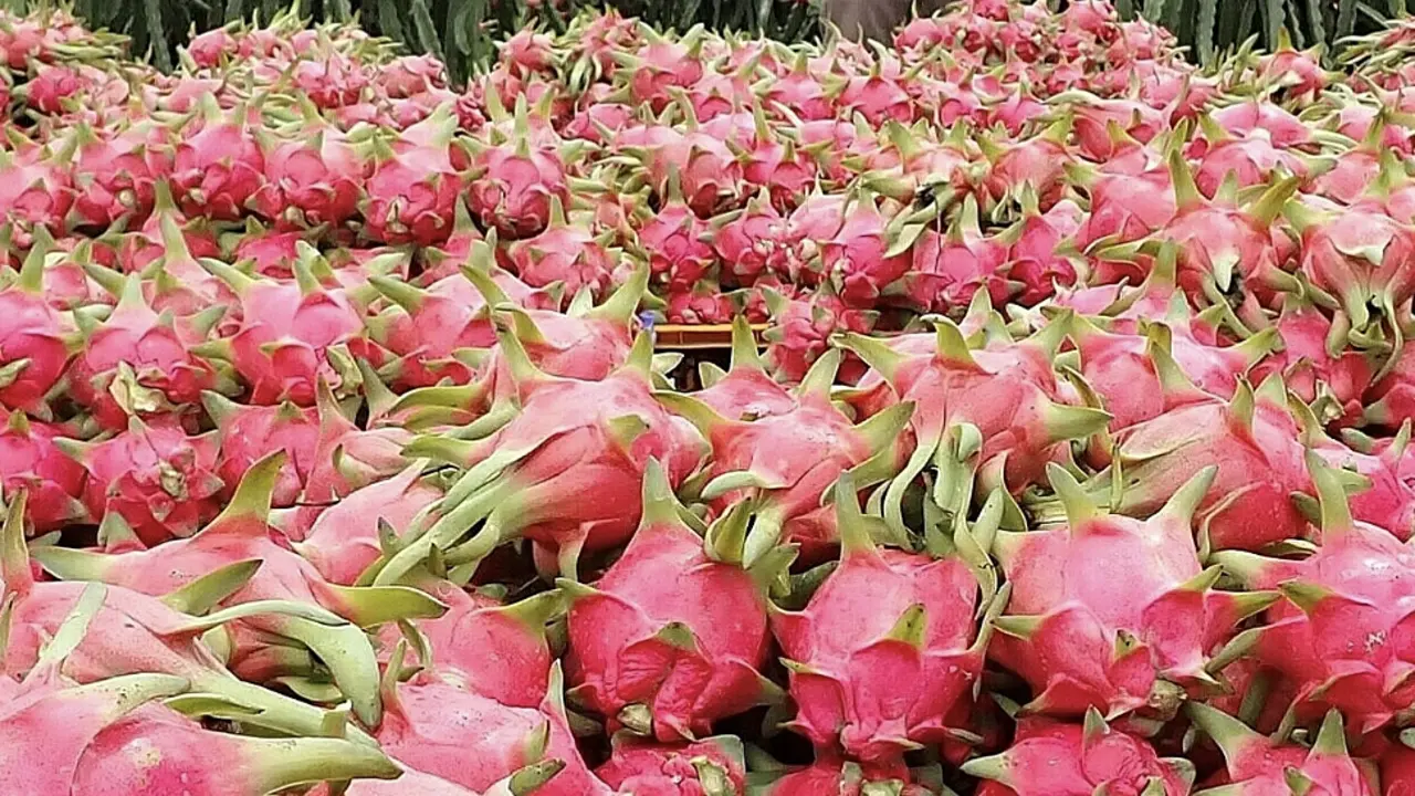 Thanh long ruột trắng hay đỏ bổ dưỡng hơn?