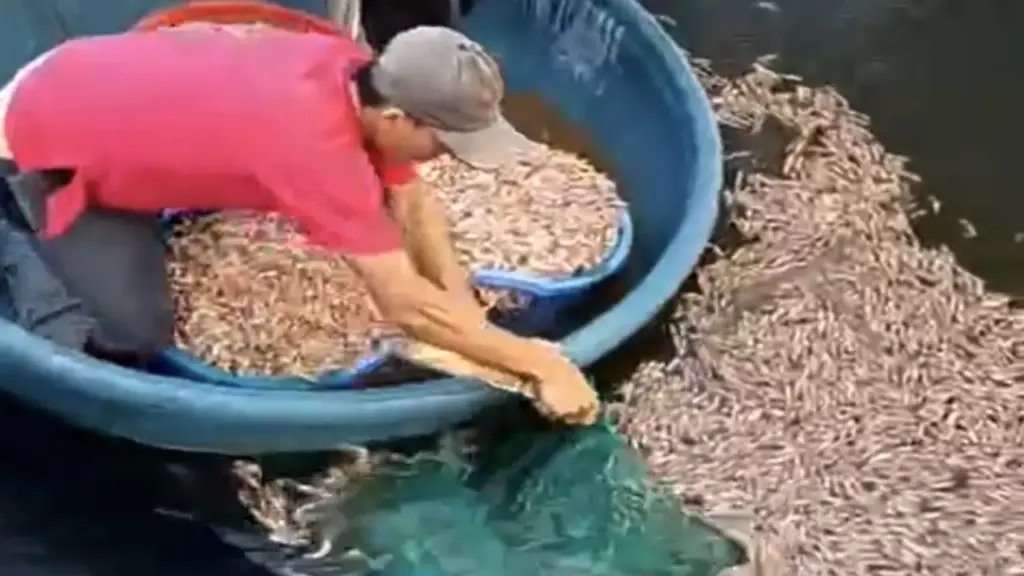 Tôm chết hàng loạt, chủ hồ phát hiện 8 túi đất đèn dưới đáy