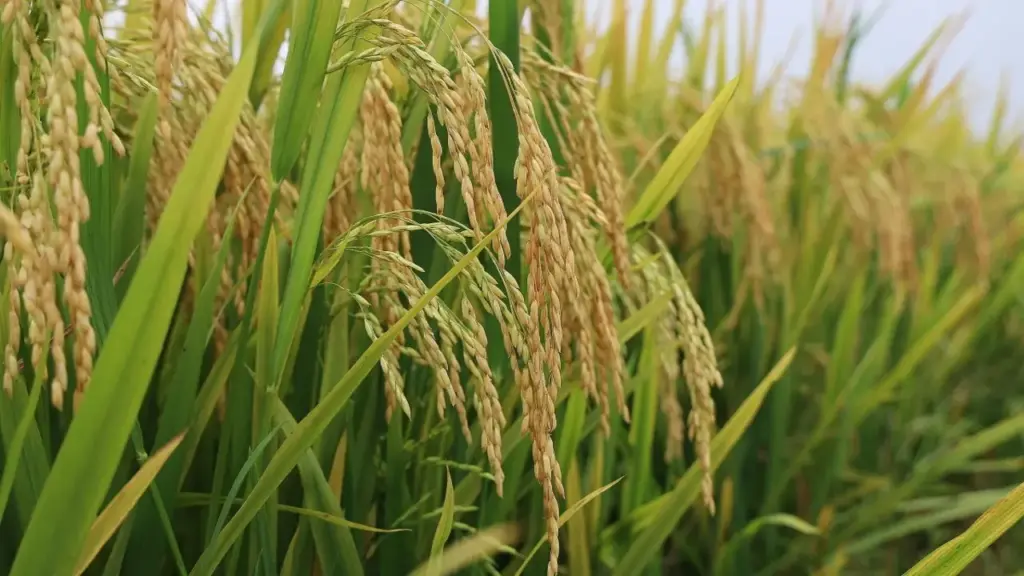 Trồng lúa kiểu mới, nông dân lời thêm hàng chục triệu đồng