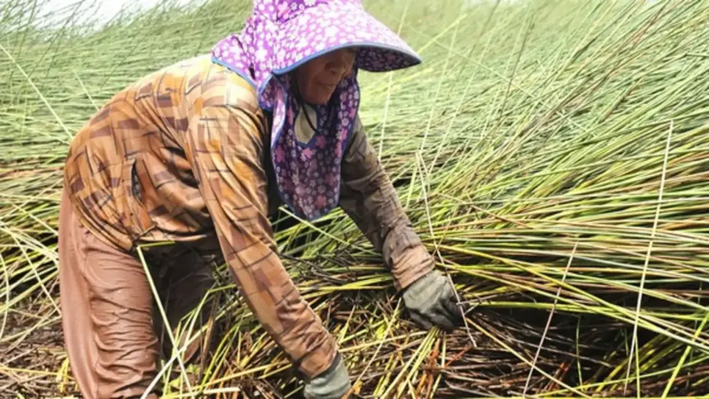 Từng 'mở mắt ra có tiền triệu', nghề cắt cỏ bàng nay chỉ còn người già bám trụ
