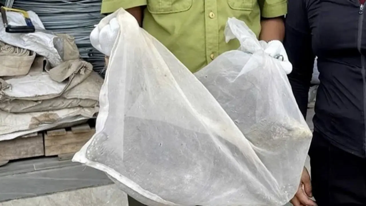 “Vị khách lạ” nặng 5kg đi lạc vào khu dân cư khiến hàng trăm người kéo tới xem