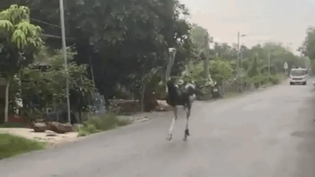 Vì sao 10 con đà điểu xuất hiện giữa đường ở Tây Ninh bị tiêu hủy nhanh chóng?