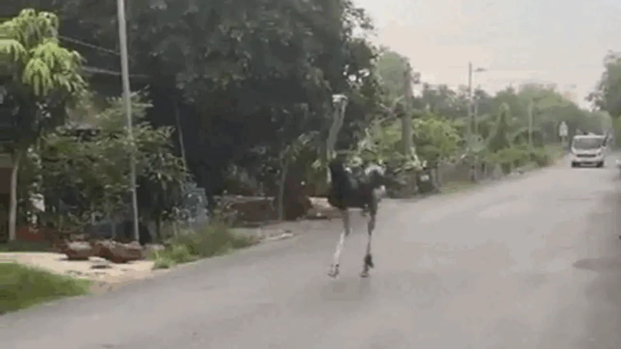 Vì sao 10 con đà điểu xuất hiện giữa đường ở Tây Ninh bị tiêu hủy nhanh chóng?