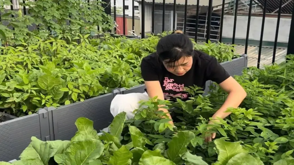 Vợ chồng Hà Nội cõng đất lên sân thượng làm vườn