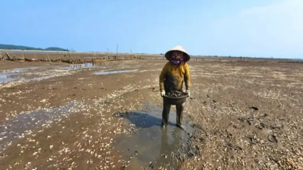Vụ ngao chết hàng loạt: Nhiều năm tái diễn, gây thiệt hại cho người nuôi