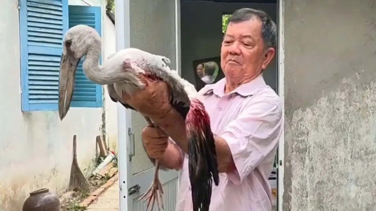 Vườn chim Hai Chìa kêu cứu: Lão nông 80 tuổi bất lực trước nạn săn bắn chim
