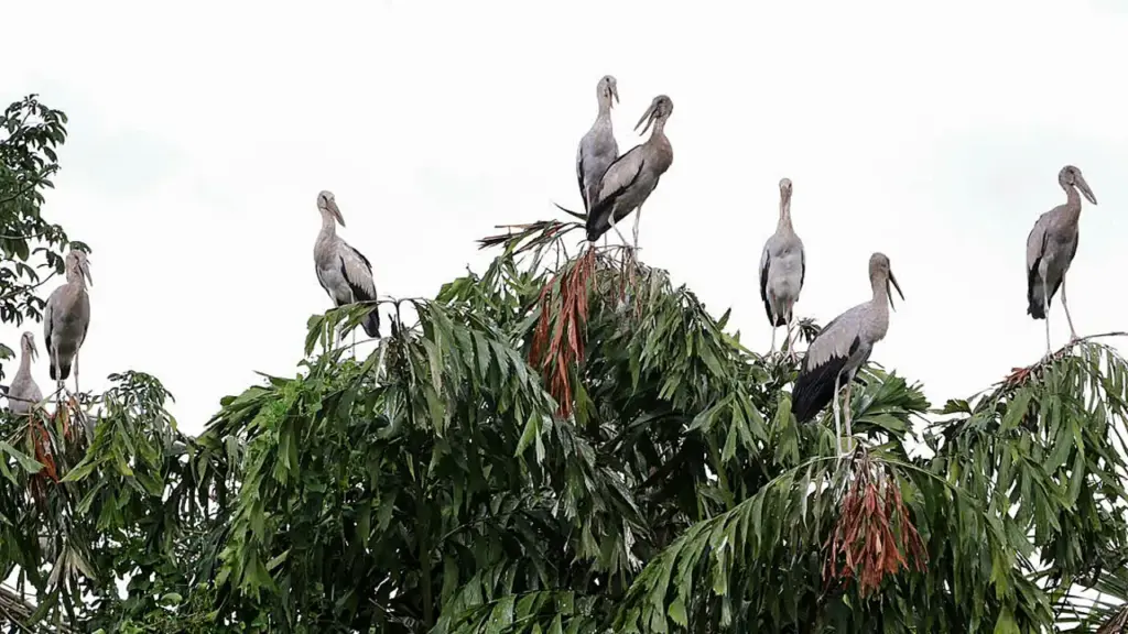 Vườn chim quý của lão nông miền Tây