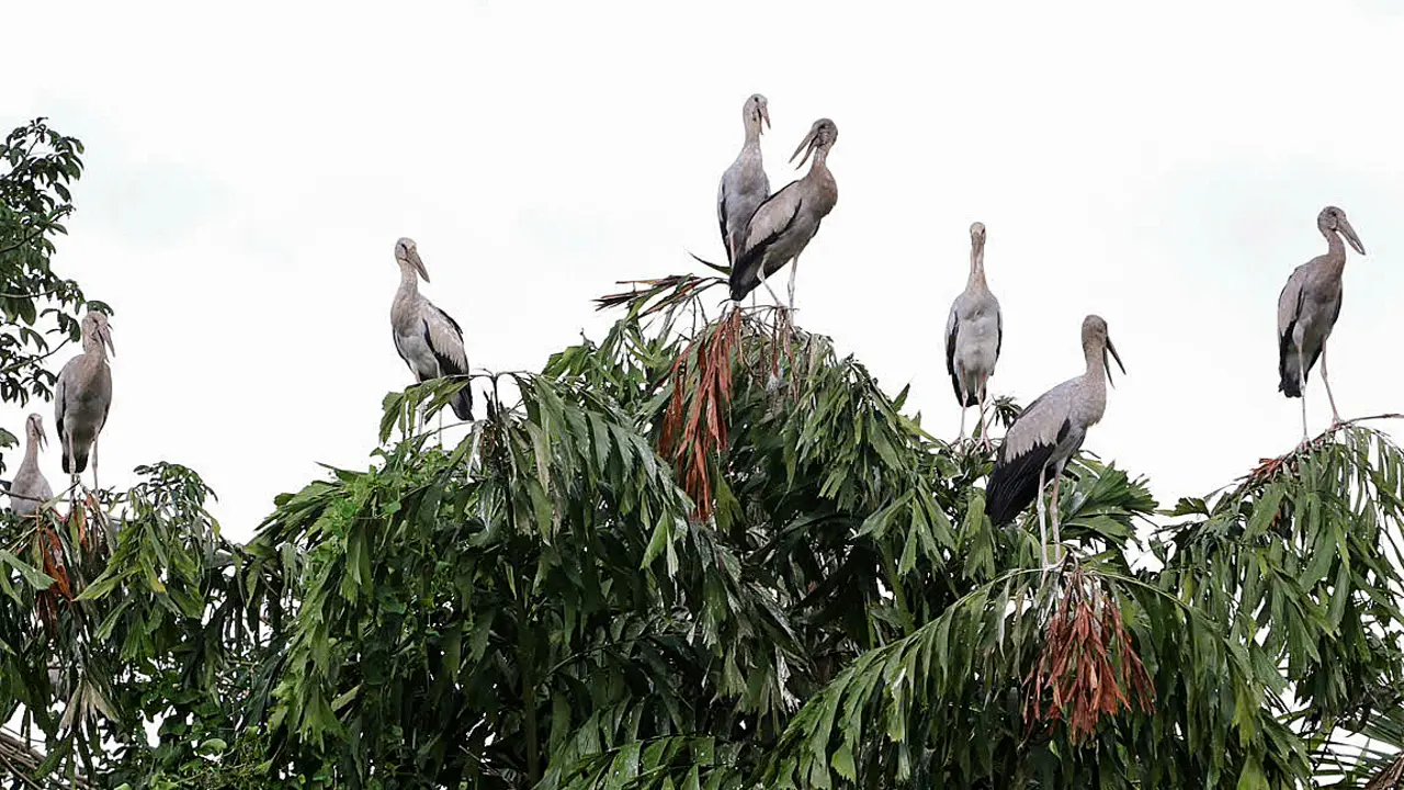 Vườn chim quý của lão nông miền Tây