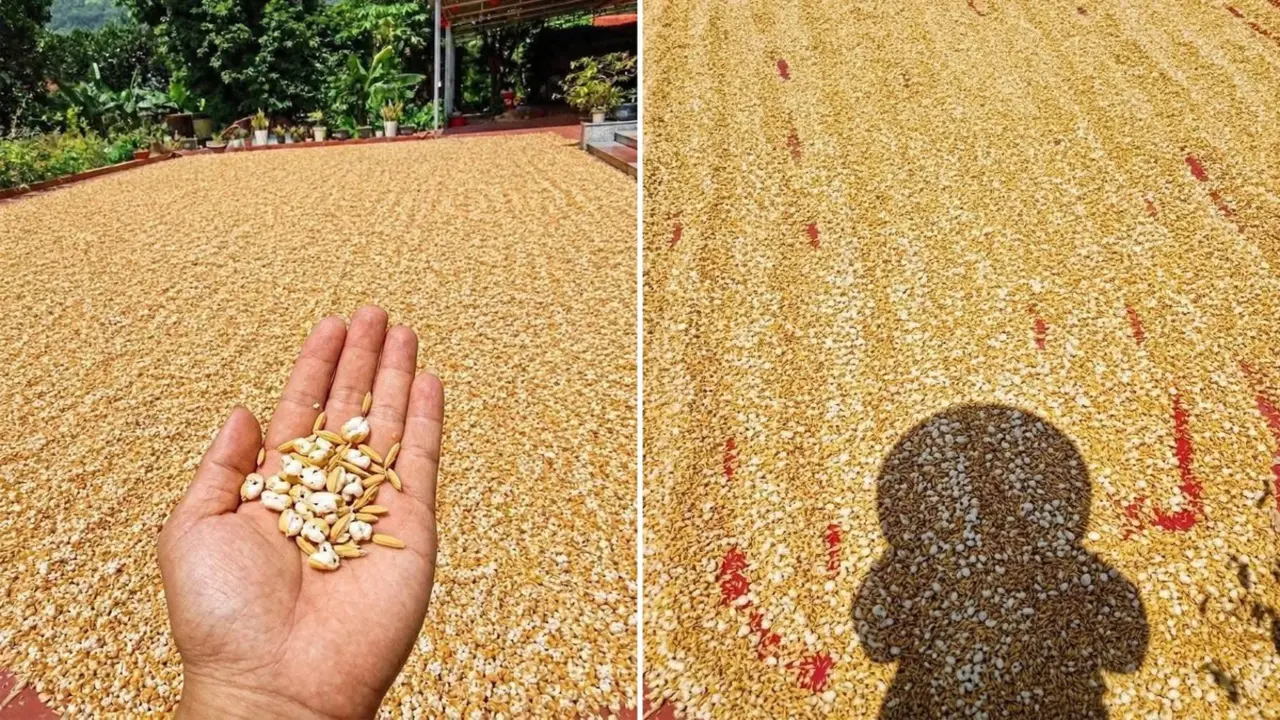 Xử phạt người đăng tin 'nắng nóng thóc phơi ngoài trời nổ thành bỏng'
