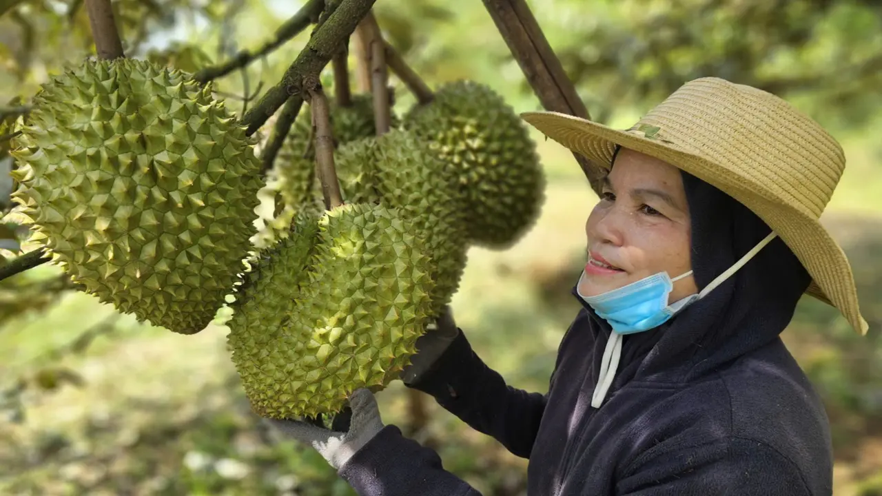 Xuất khẩu sầu riêng vào Mỹ, Hàn… tăng mạnh nhưng vẫn còn nhiều nỗi lo