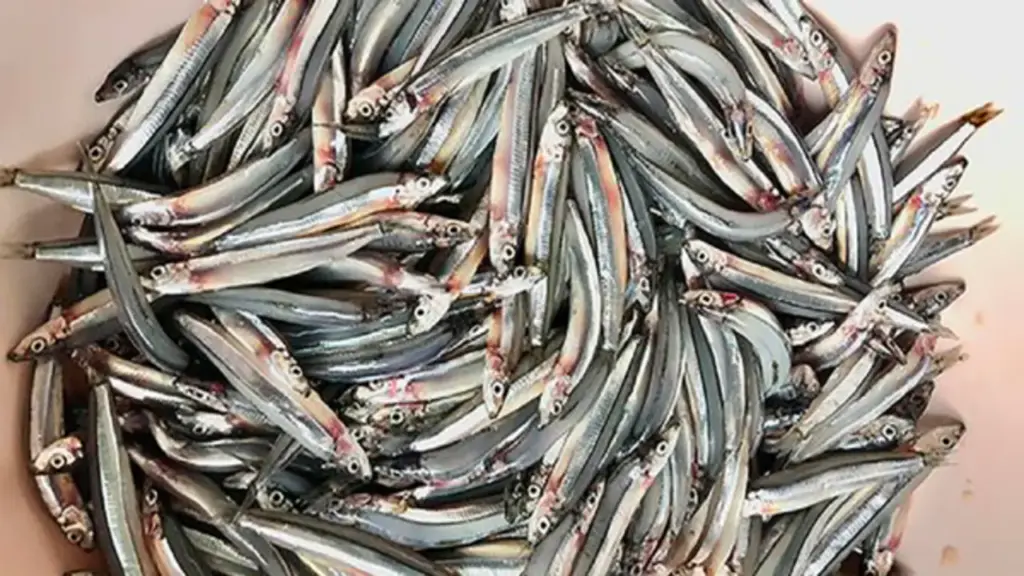 2 loại cá rẻ bèo ở chợ Việt nhưng “cực tốt” cho sức khỏe
